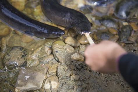 The Cultural Significance of Magical Eels in Folklore and Tradition